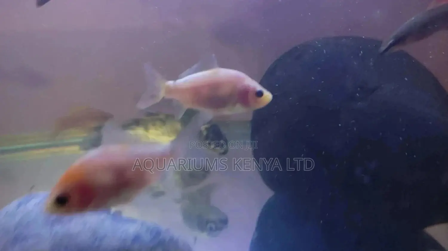 Goldfish, White Goldfish, Aquarium Fish,2" Albino Goldfish