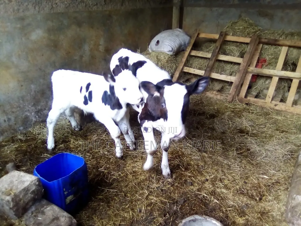 Pedigree Heifer Calfs