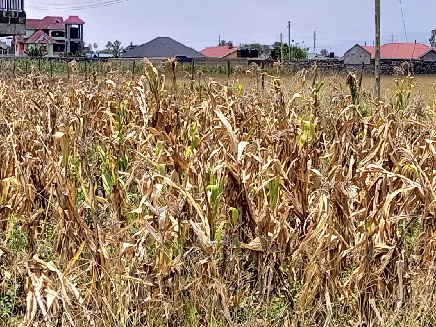 Plots for Sale in Pipeline