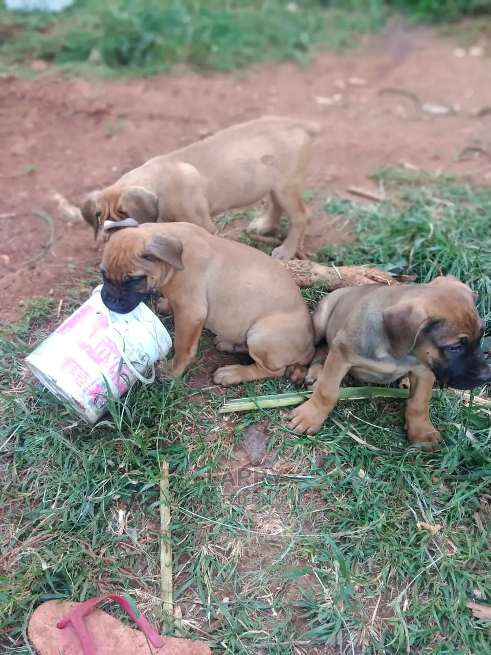 0-1 Month Female Purebred Boerboel