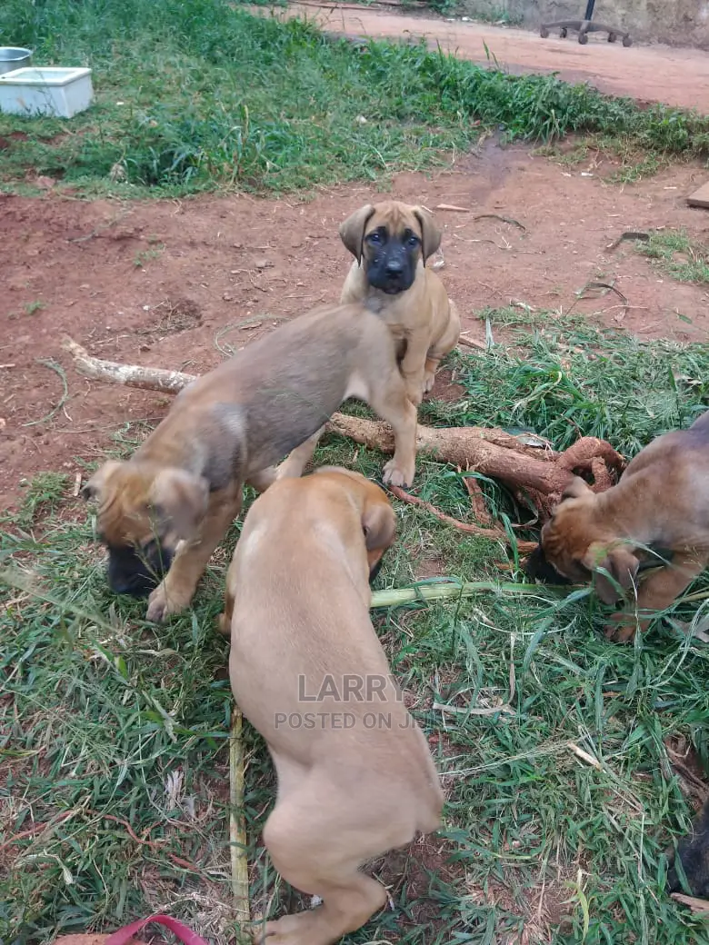 0-1 Month Female Purebred Boerboel