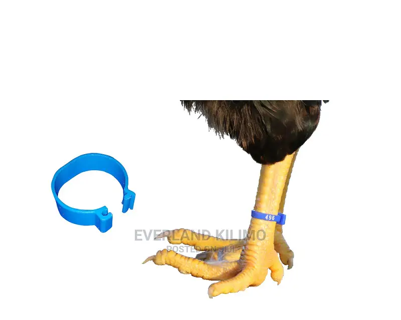 Poultry Leg Band