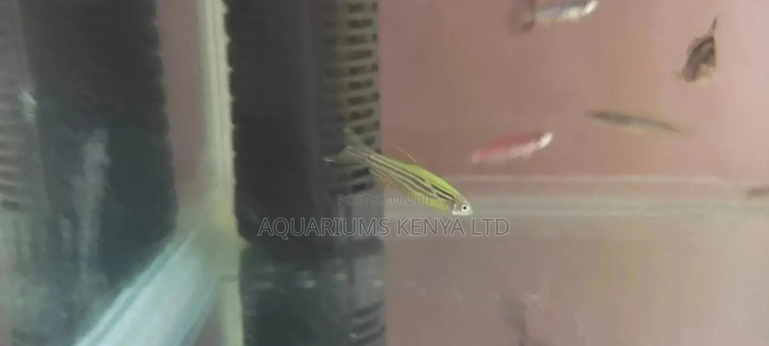 Luminous Danios