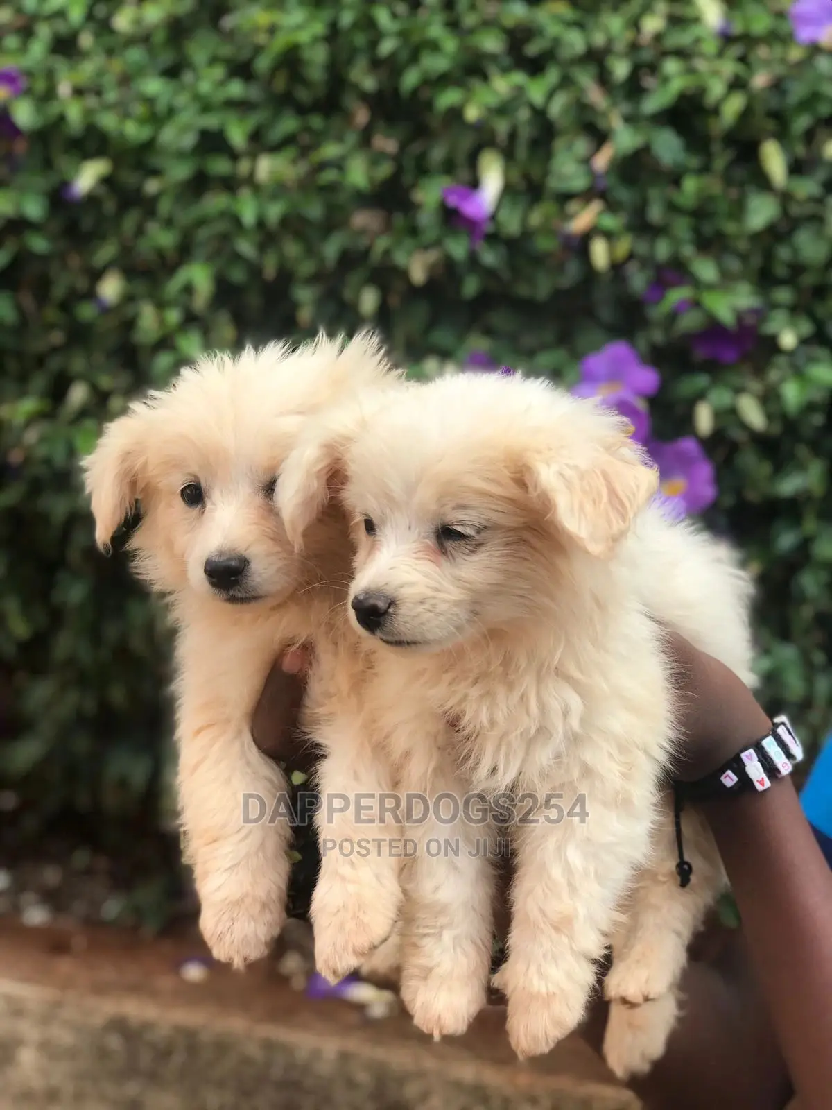0-1 month Female Purebred Japanese Spitz