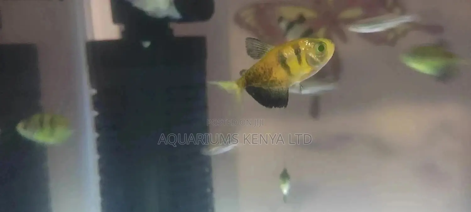 Aquariums, Aquarium Fish and Ornamental Fish Ponds