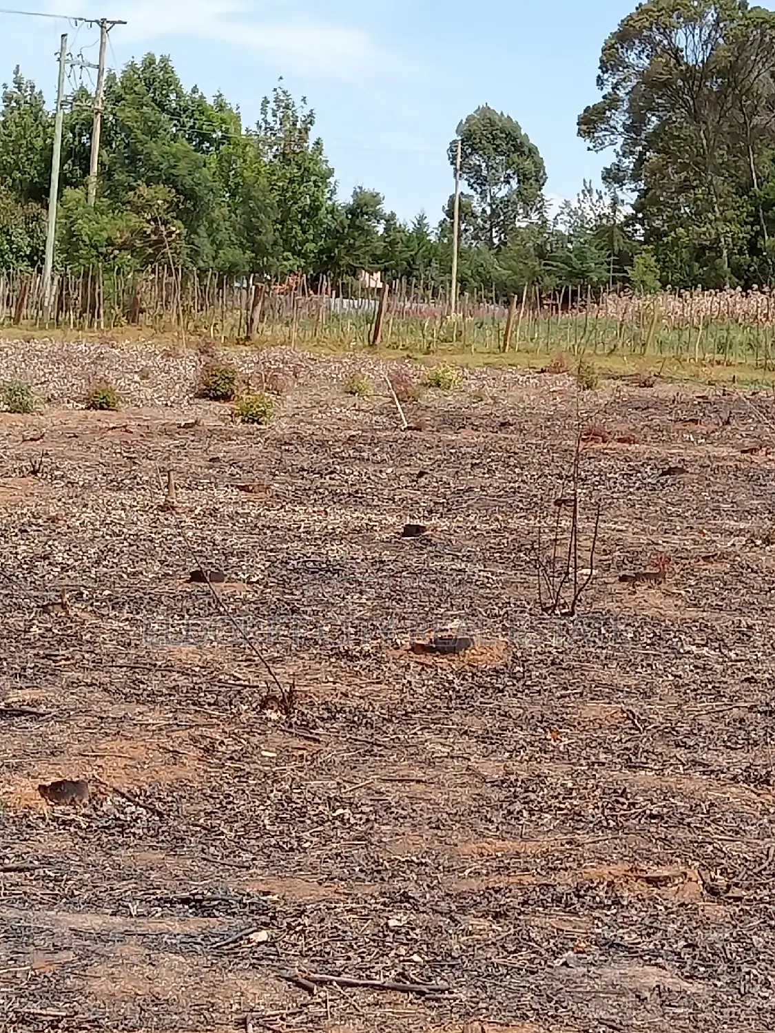 Several 1/4 Plots Annex Good for Residential