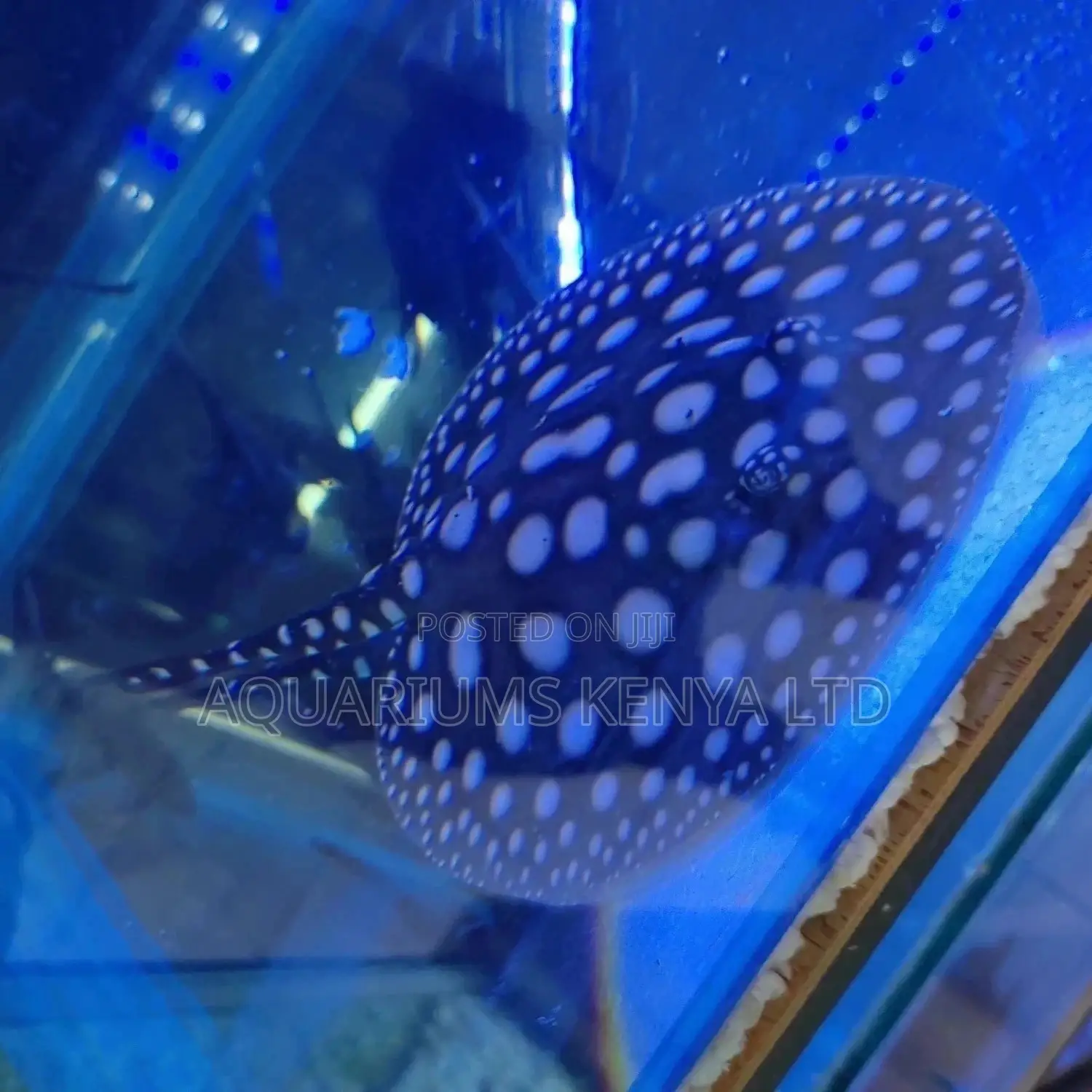 Diamond Black Stingray ,Rare Aquarium Fish