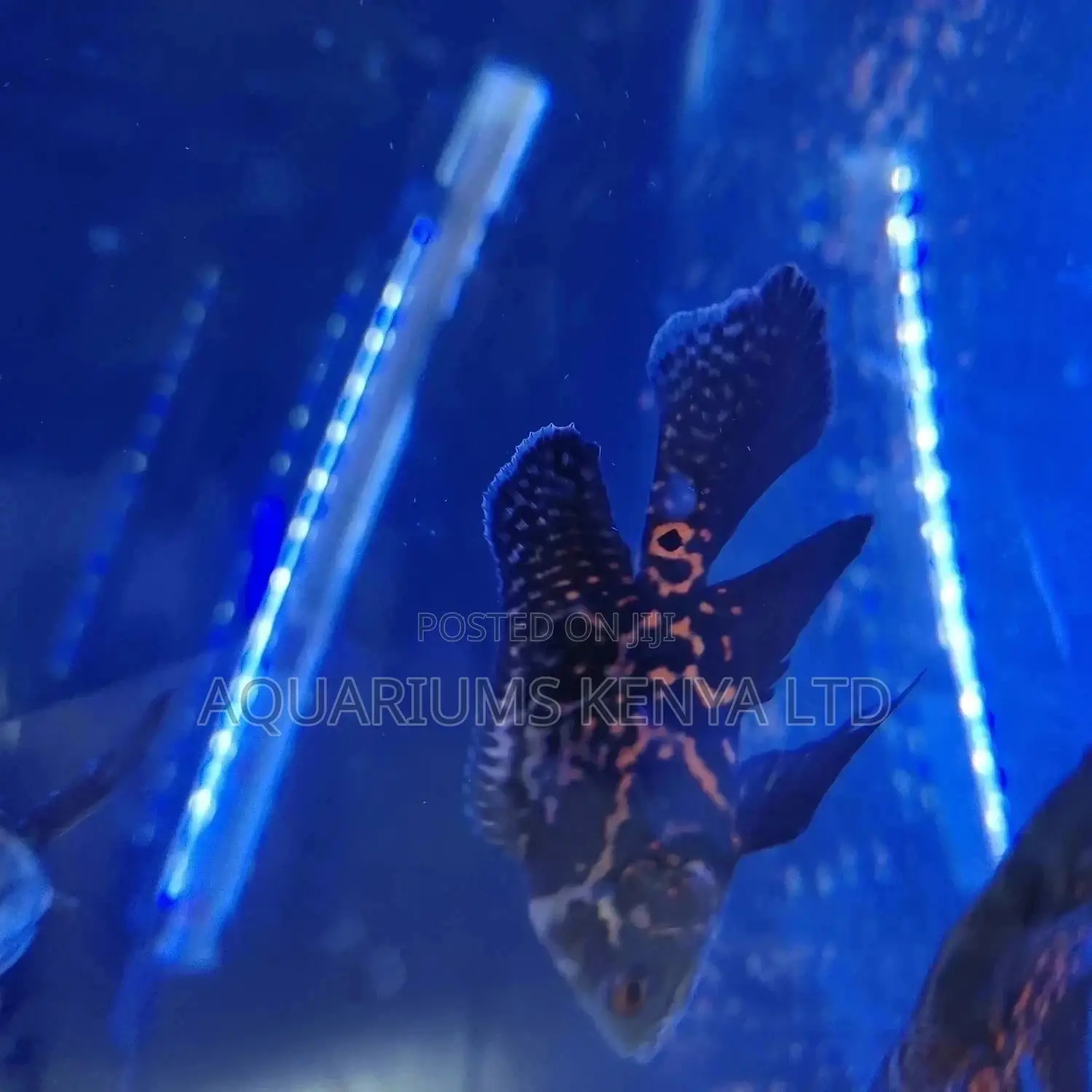 Veil Tail Oscars, Aquarium Fish