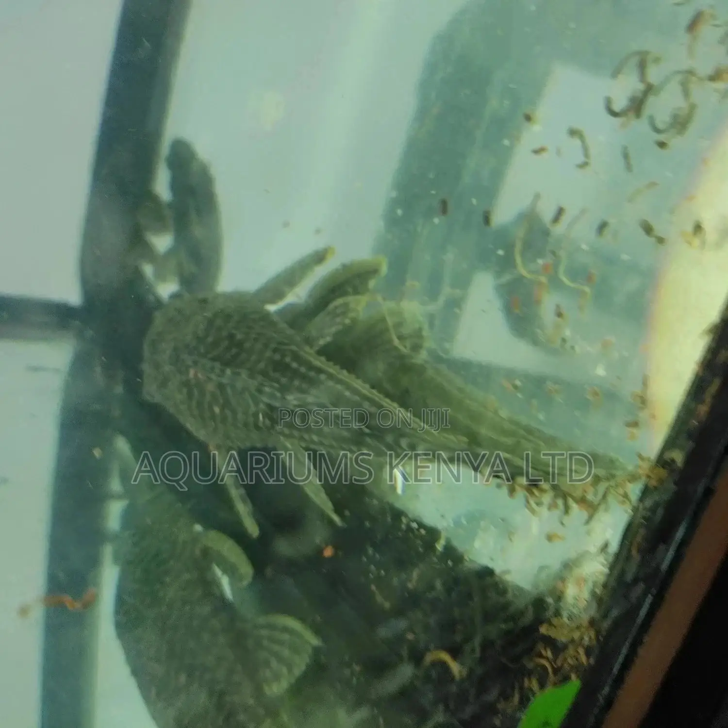 Suckermouth Cat Fish, Aquarium Fish