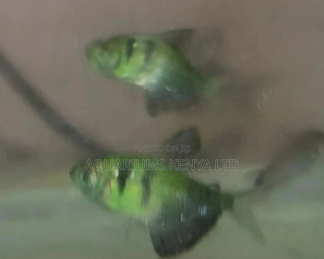 Luminous Green Tetra, Aquarium Fish