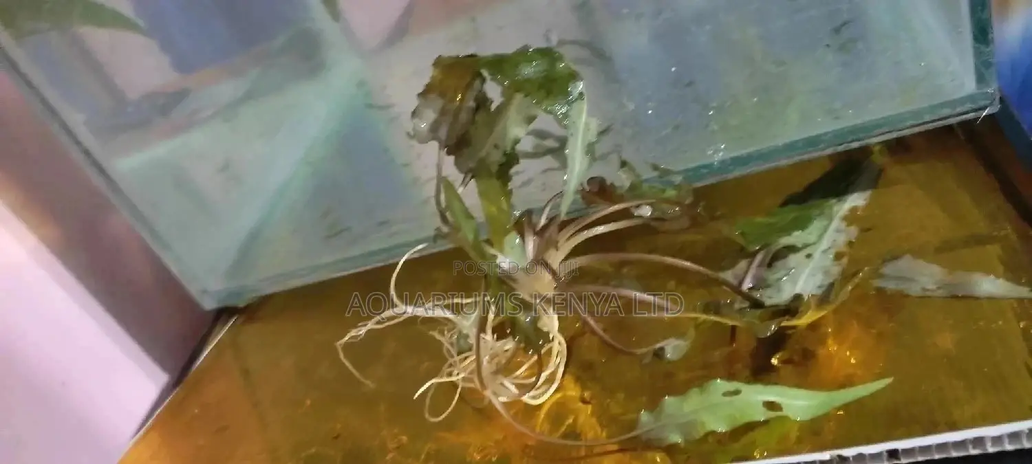 Anubius Aquarium Live Plants