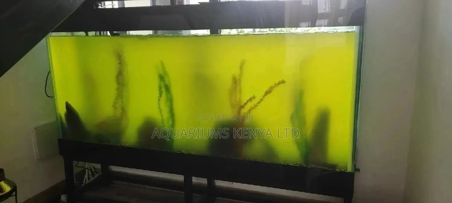 Algae Treatment Solutions