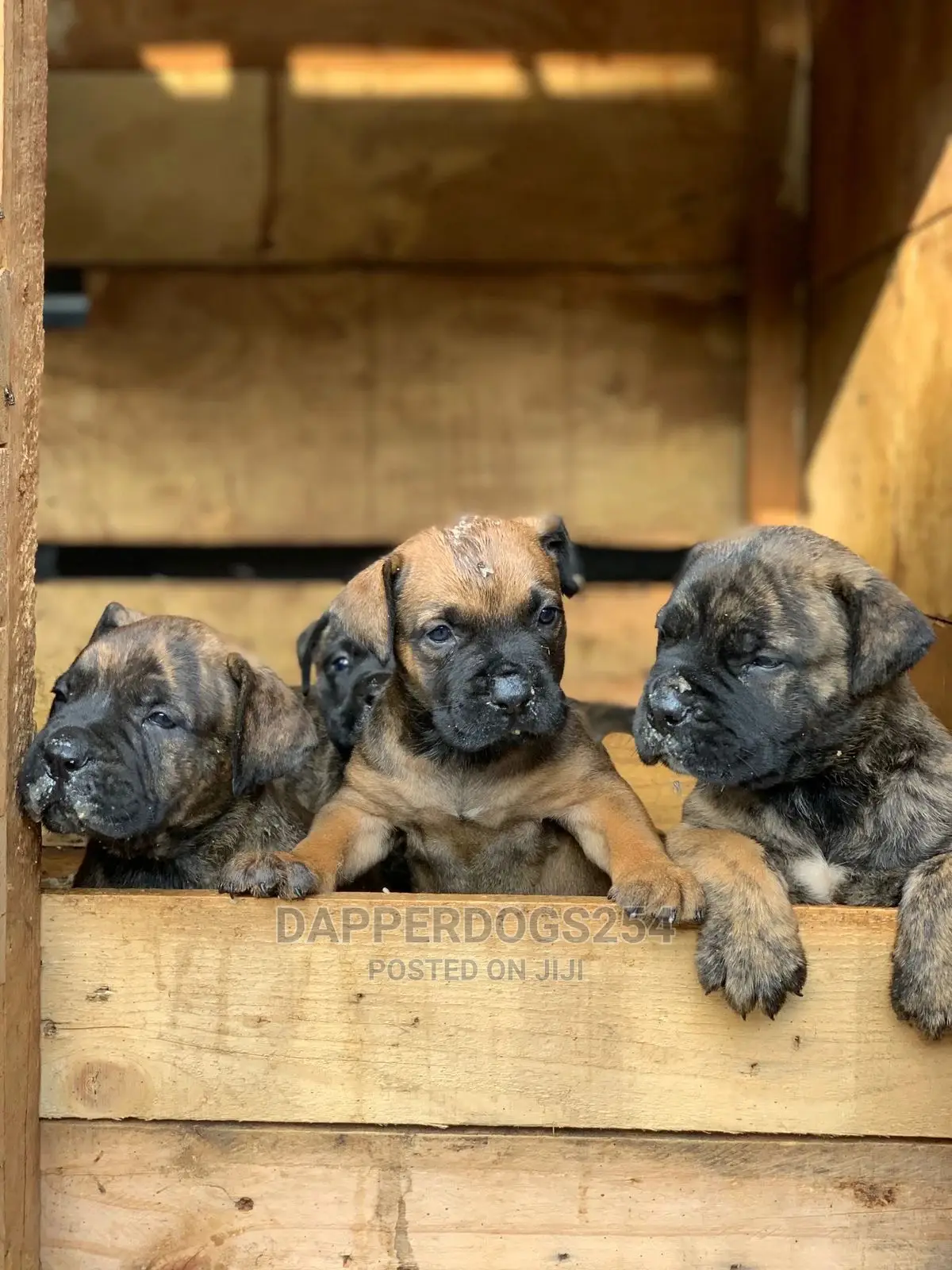 1-3 month Male Purebred Boerboel