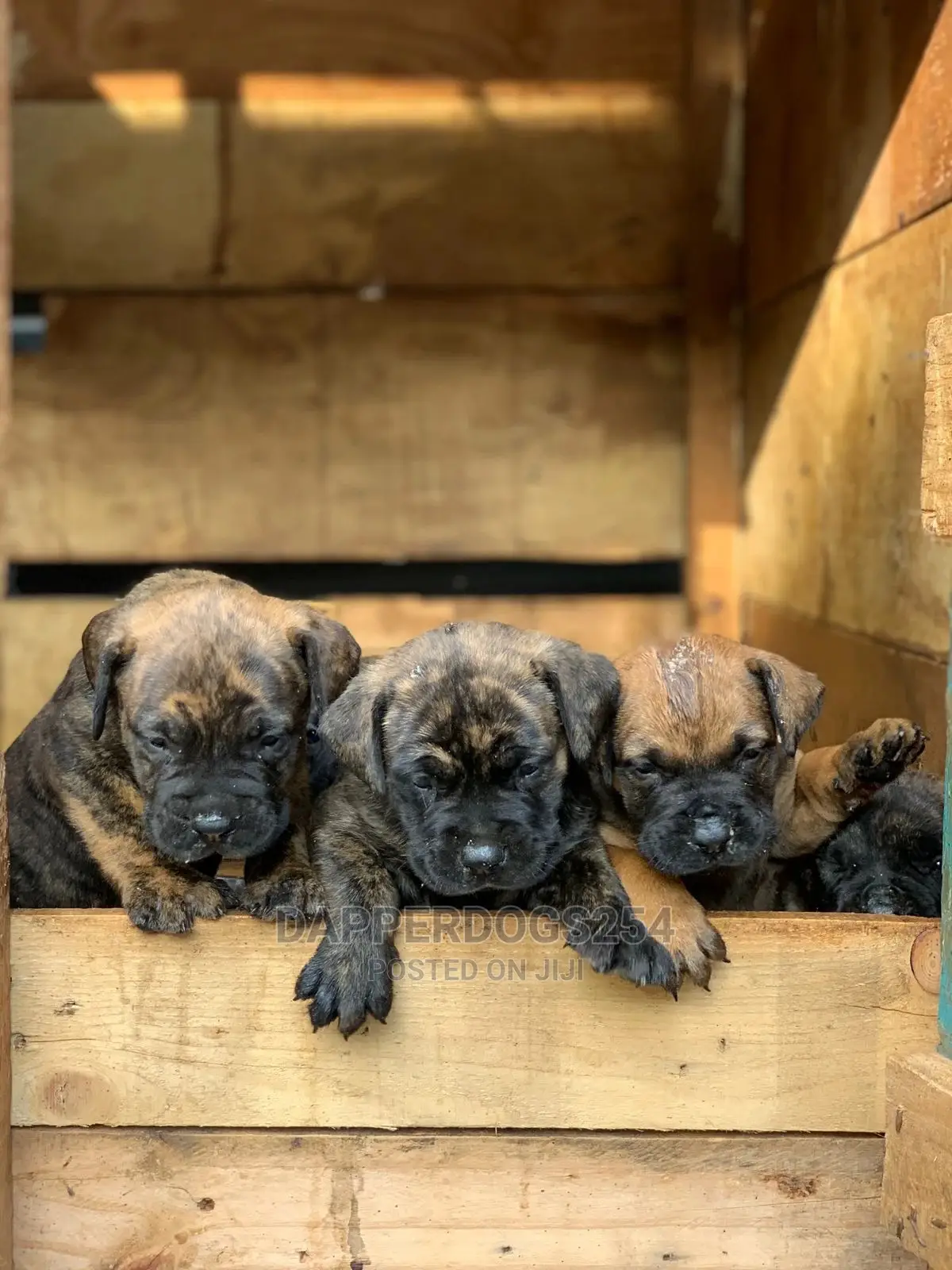 1-3 month Male Purebred Boerboel