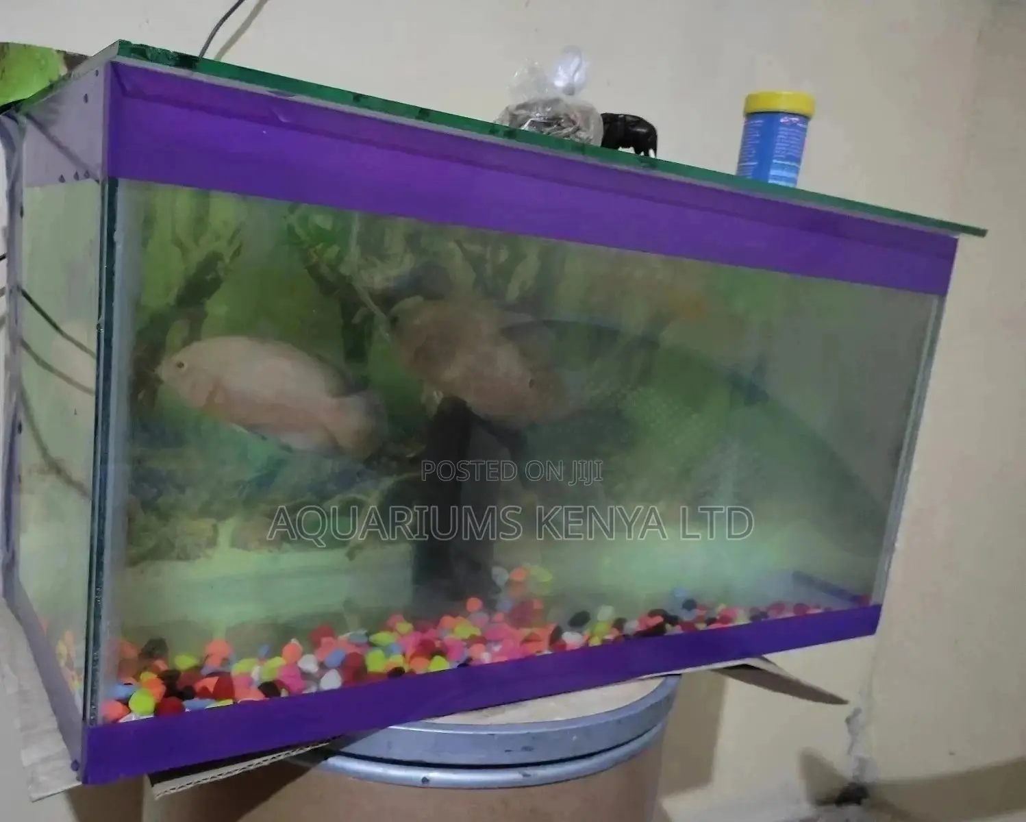 Purple Fish Aquarium