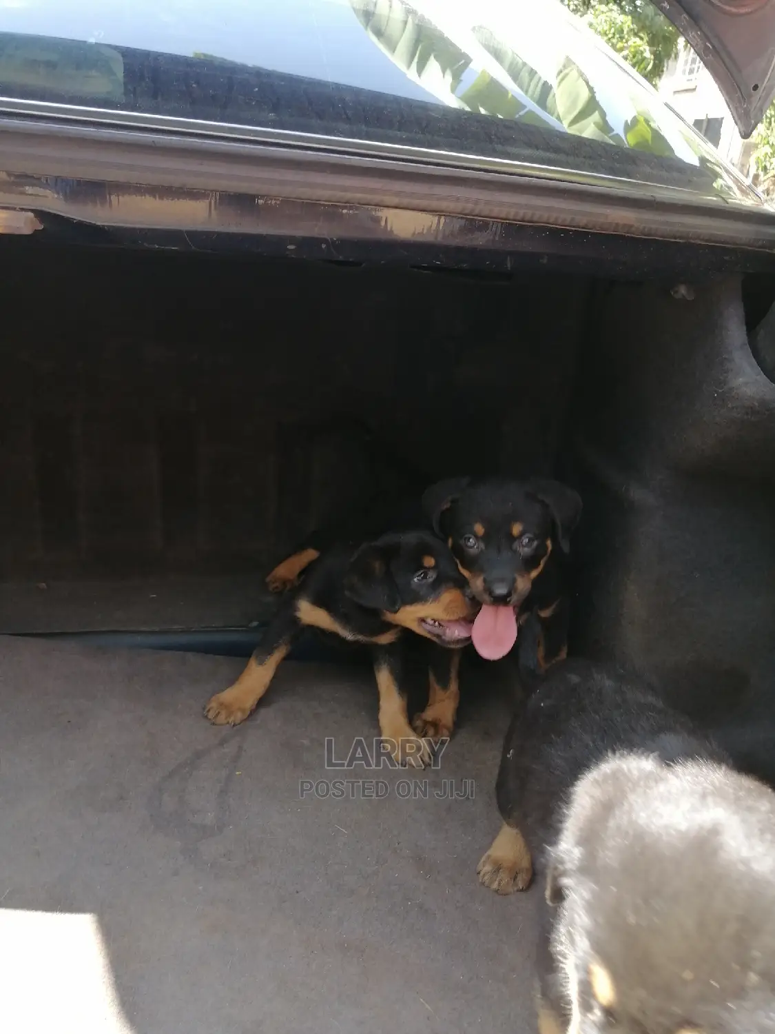 1-3 Month Female Purebred Rottweiler