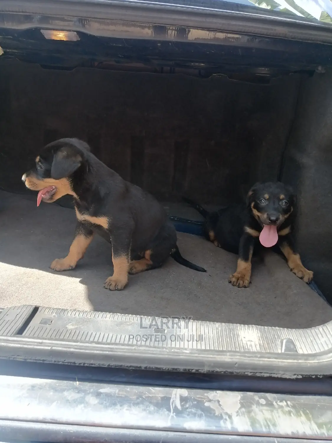 1-3 Month Female Purebred Rottweiler