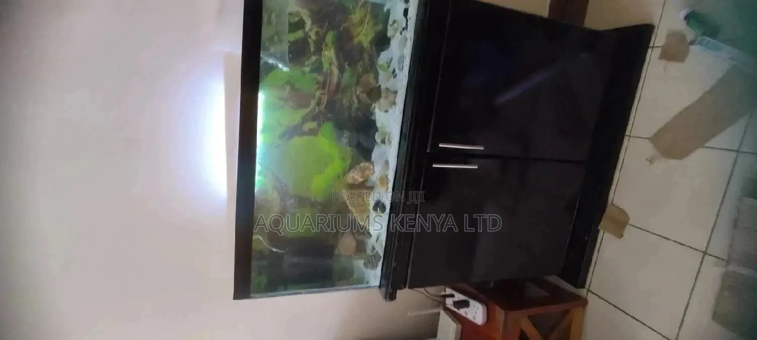 Complete Classy Custom Made Aquarium