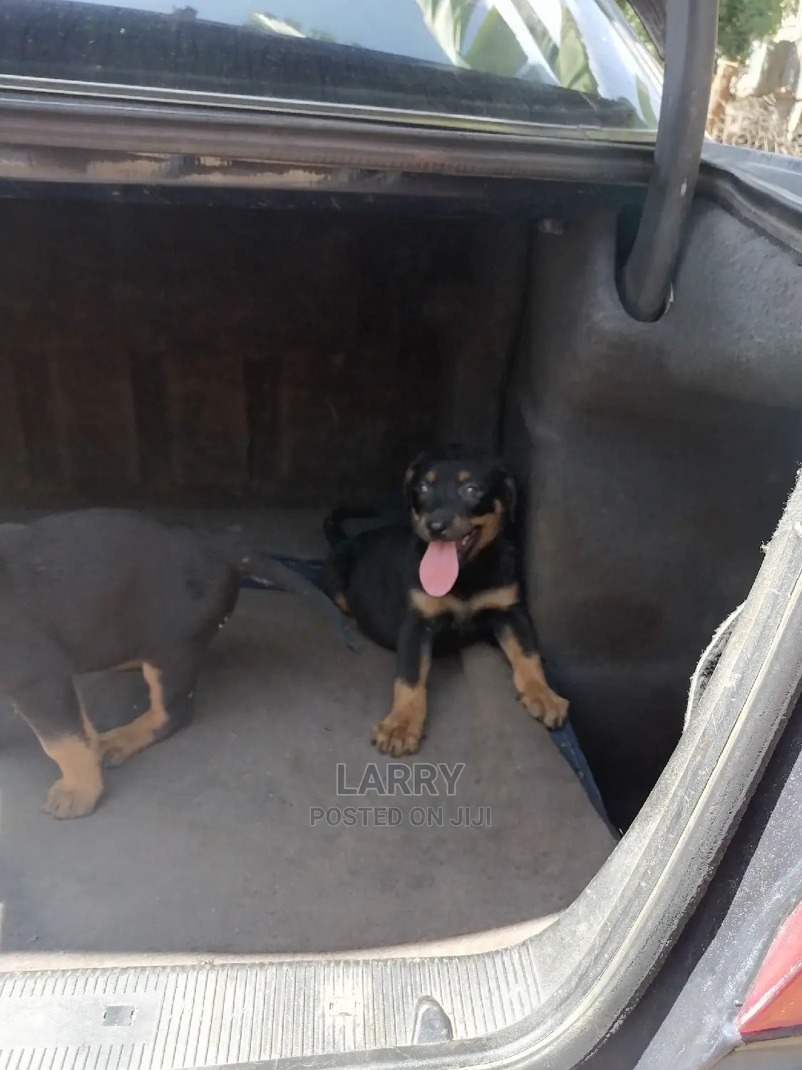 1-3 Month Female Purebred Rottweiler