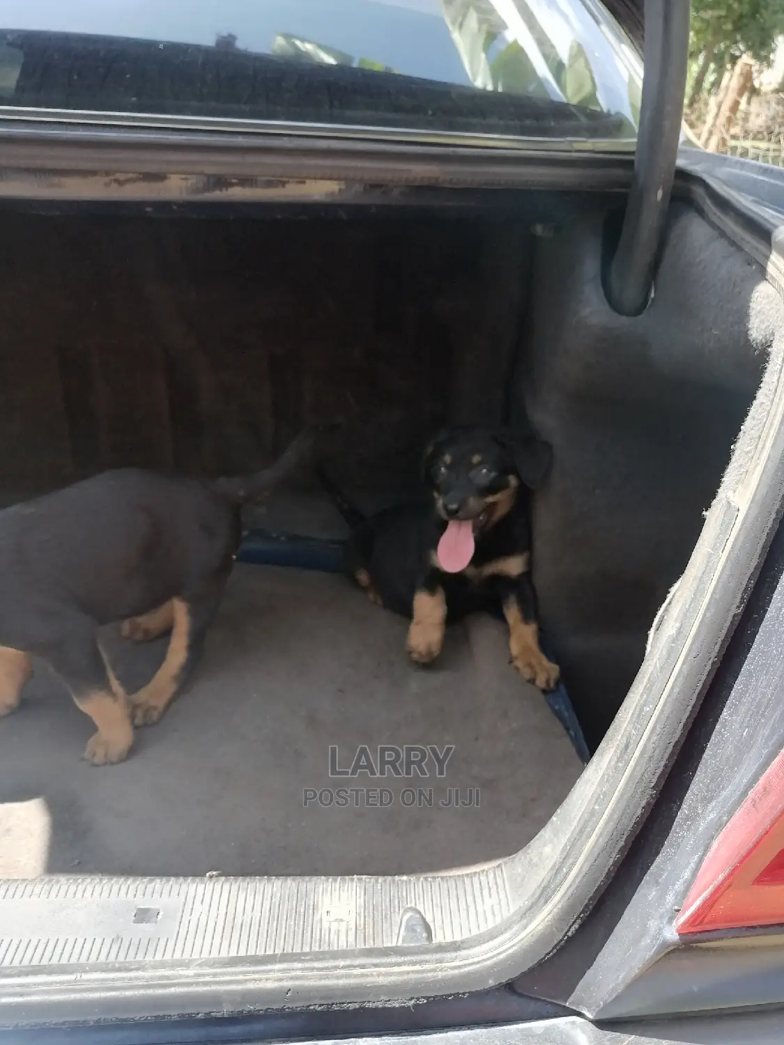 1-3 Month Female Purebred Rottweiler