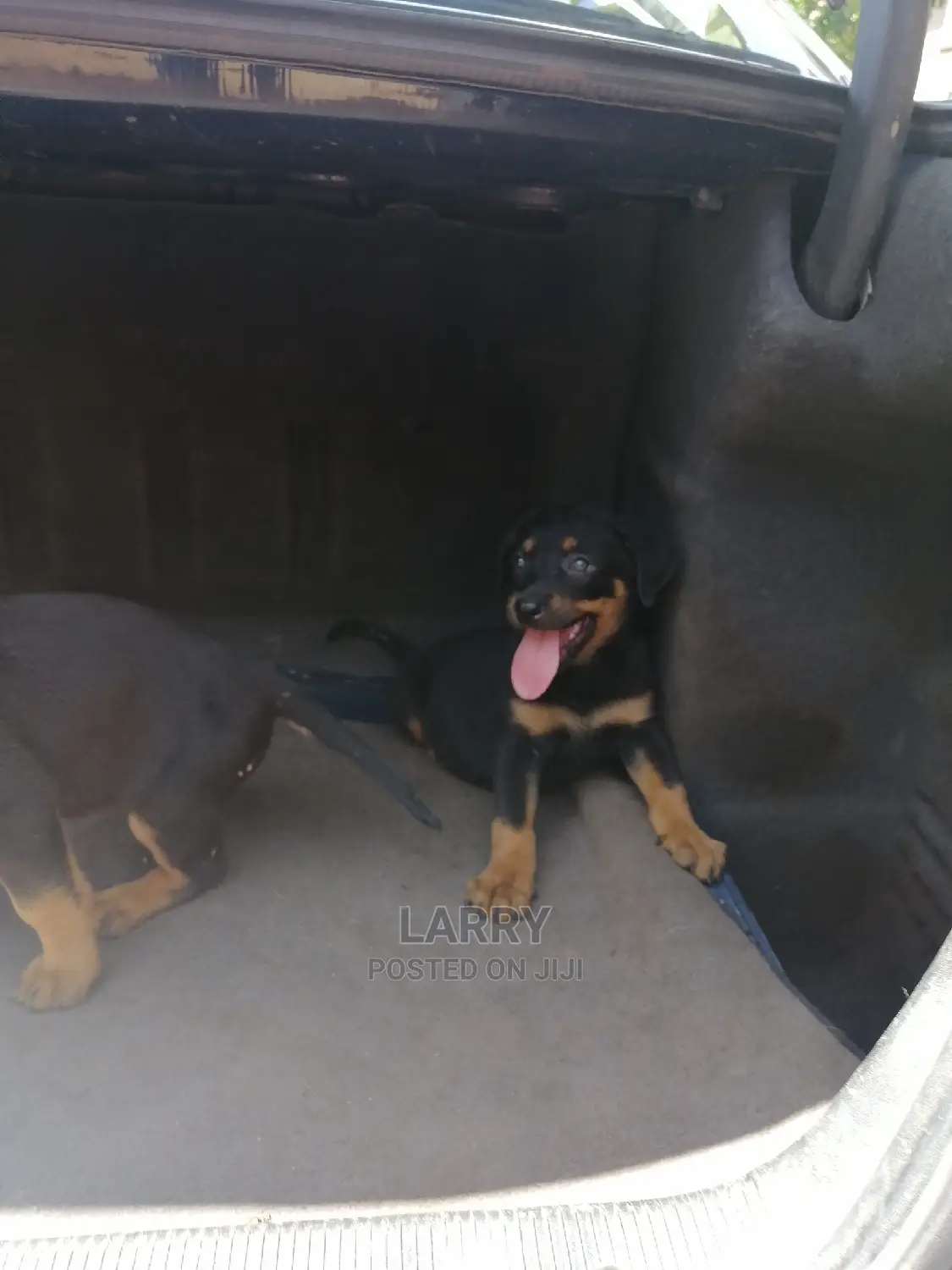 1-3 Month Female Purebred Rottweiler
