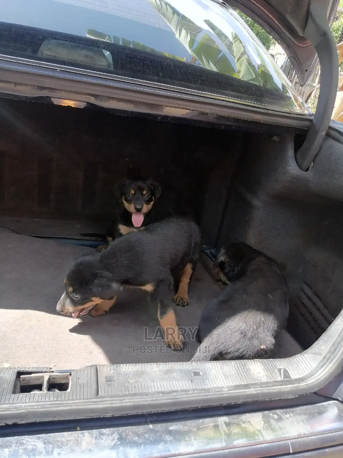 1-3 Month Female Purebred Rottweiler
