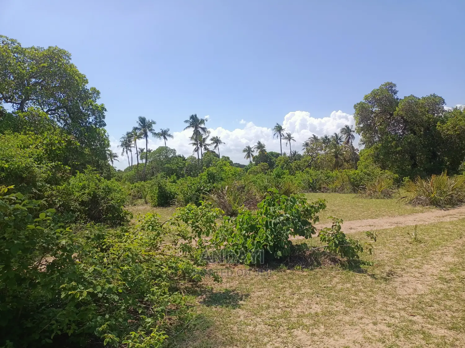 Prime Land for Sale - Kwale-Ng'ombeni