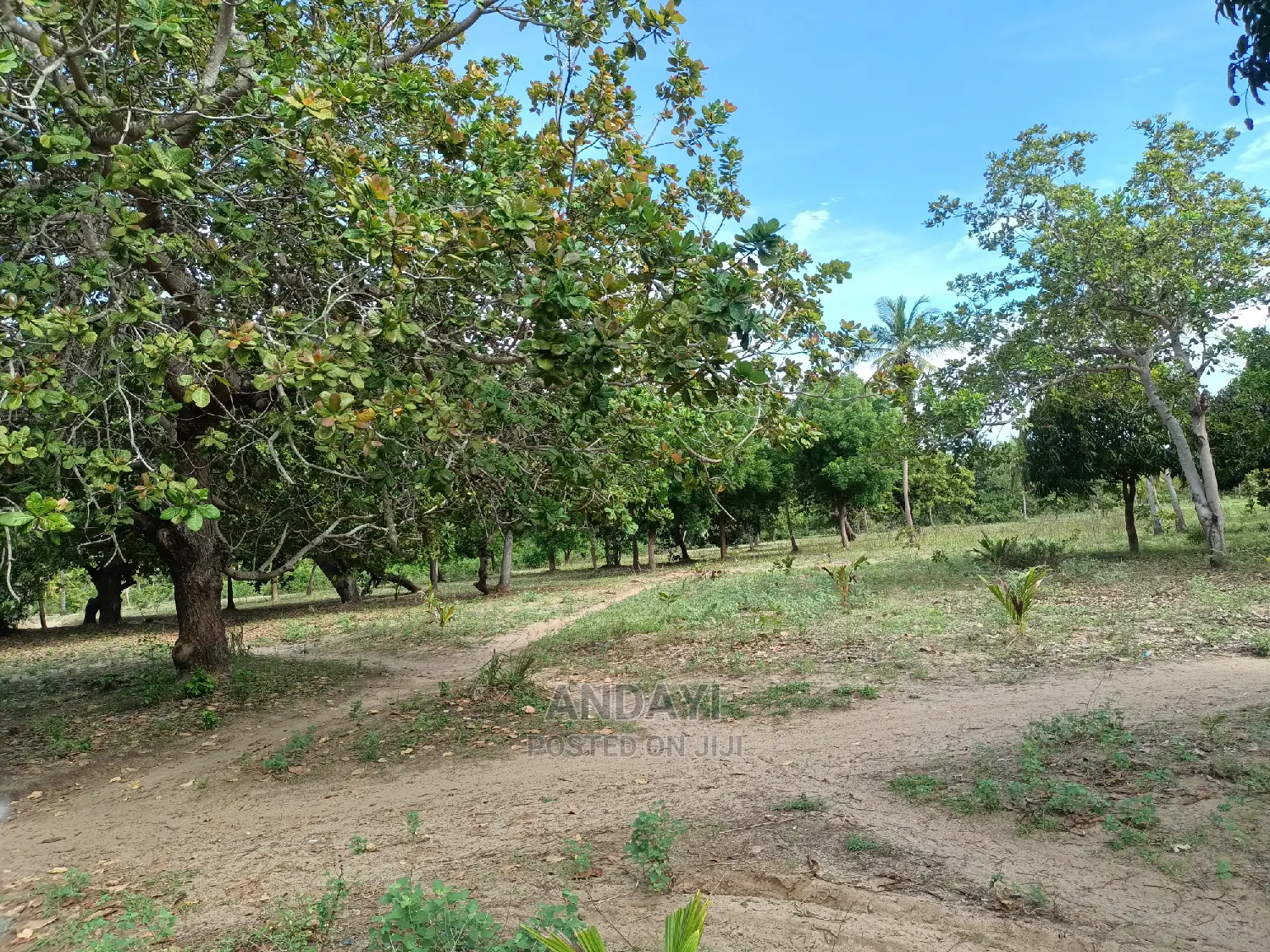 Prime Land for Sale - Kwale-Ng'ombeni