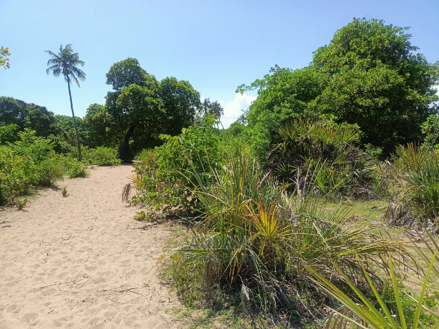Prime Land for Sale - Kwale-Ng'ombeni
