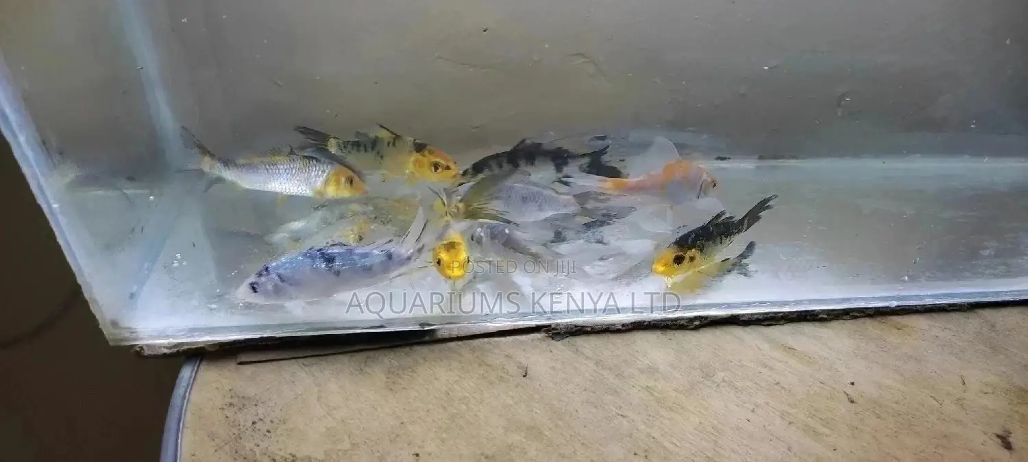 Long Fin Koifish , Aquarium Fish