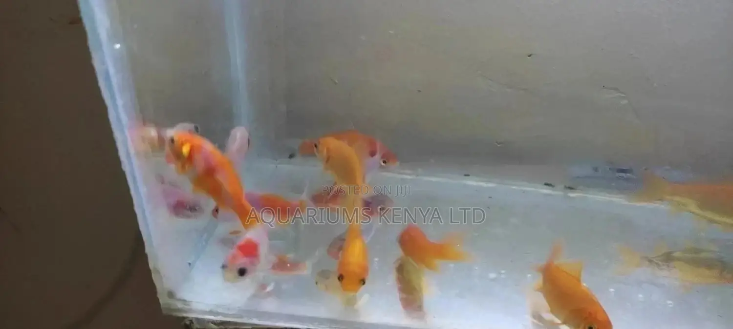 Mixed Breed Goldfish, Aquarium Fish