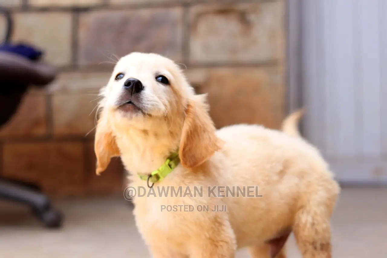 1-3 Month Male Purebred Golden Retriever
