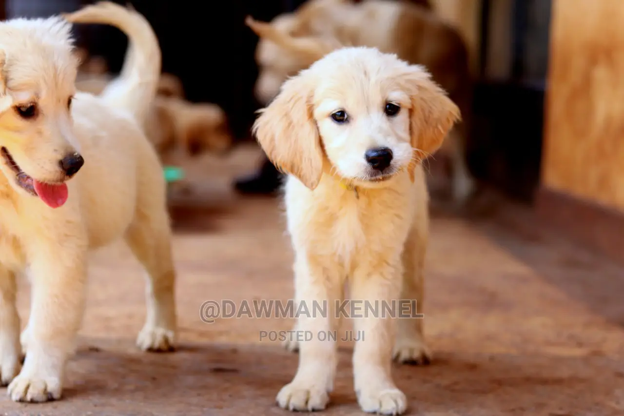 1-3 Month Male Purebred Golden Retriever