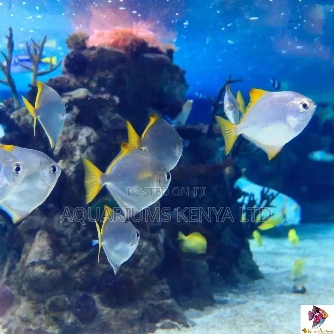 Monodactylus , Brakish Water, Aquarium Fish