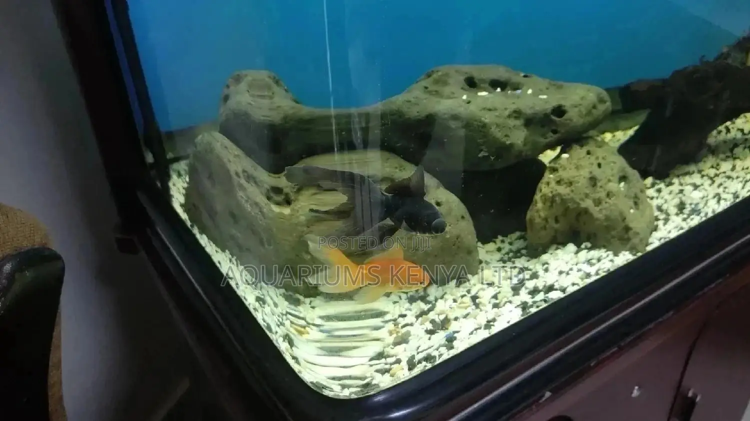 Funtail Fishes, Aquarium Fish