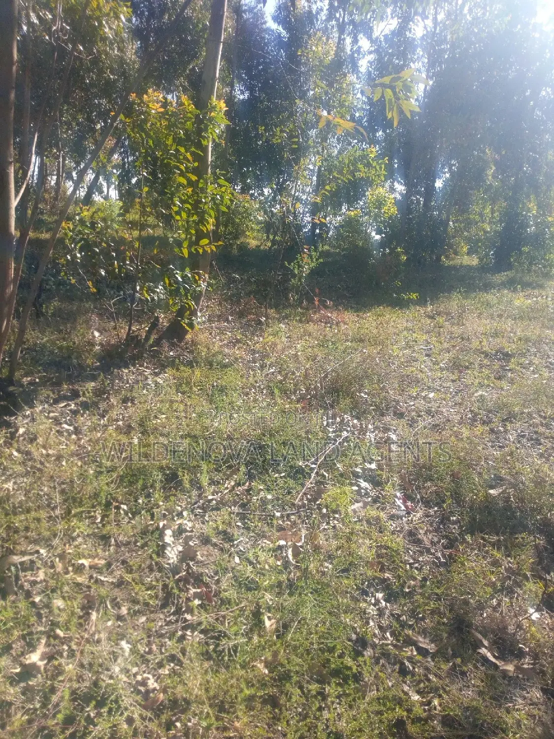 Land on Sale at Kinungi Naivasha Tourching Nairobi Nakuru Rd