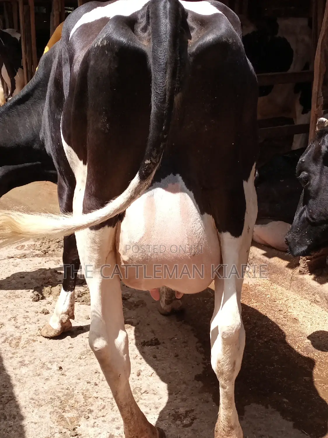 Pedigree Friesian Dairy Cow