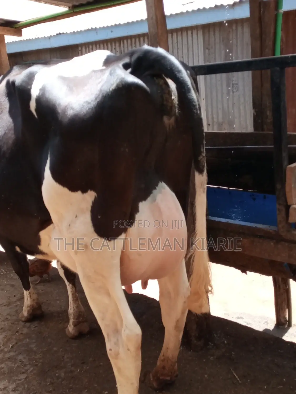 Pedigree Friesian Dairy Cow