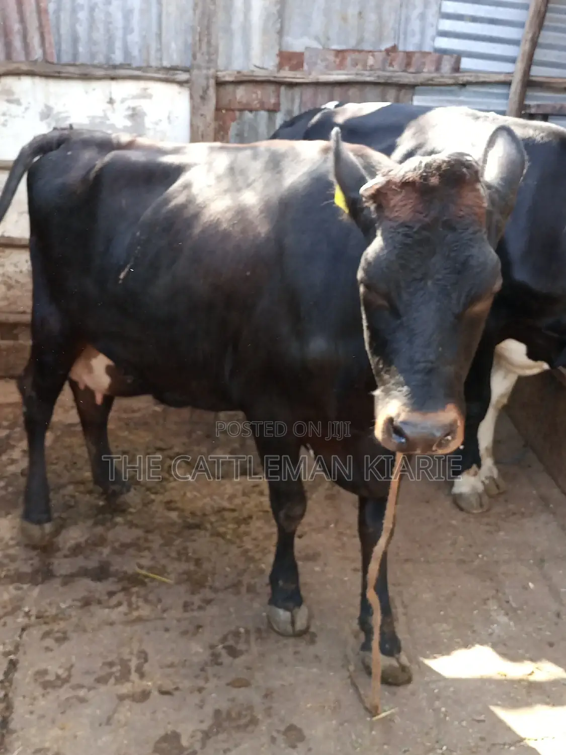 Jersey Dairy Cow