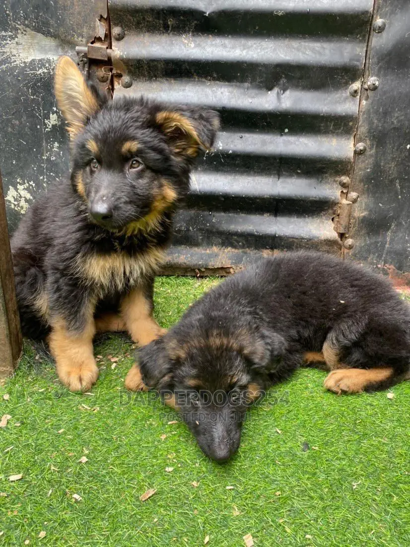 1-3 months Male Purebred German Shepherd