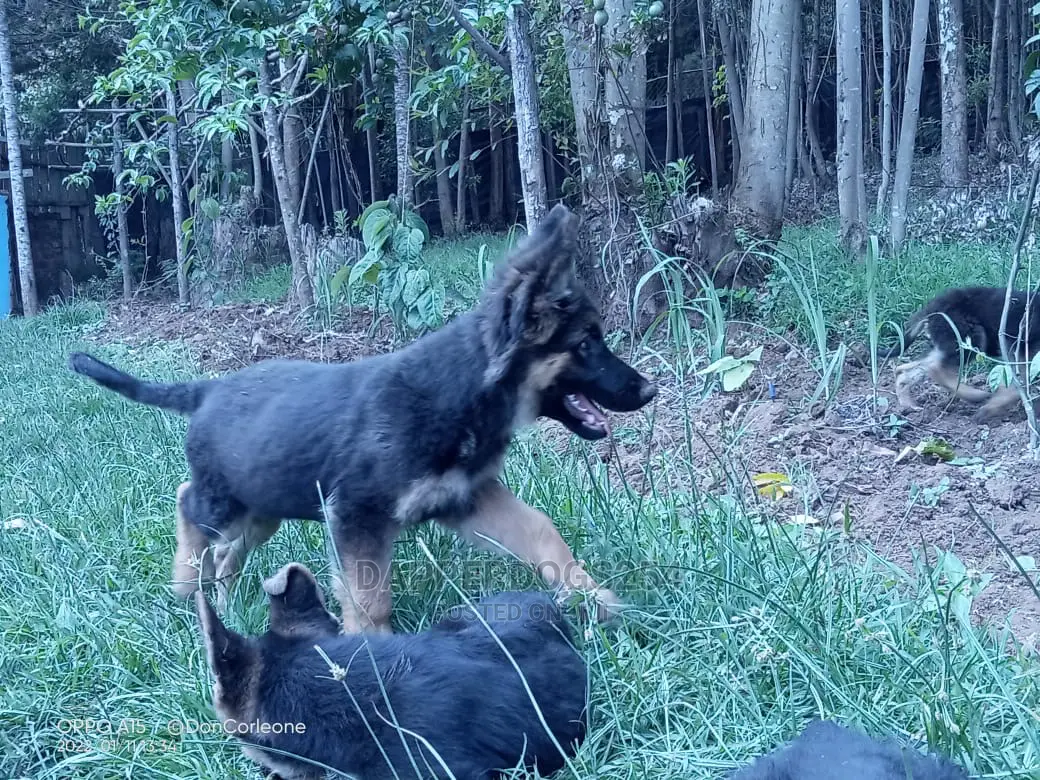 1-3 months Male Purebred German Shepherd