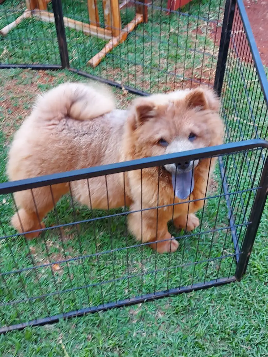 1-3 Month Male Purebred Chow Chow