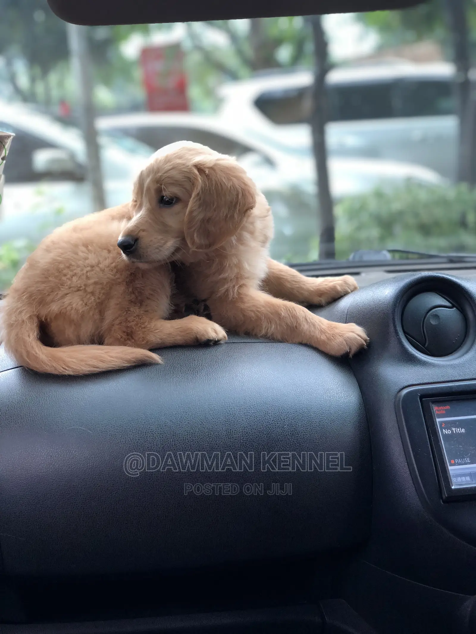 1-3 Month Female Purebred Golden Retriever