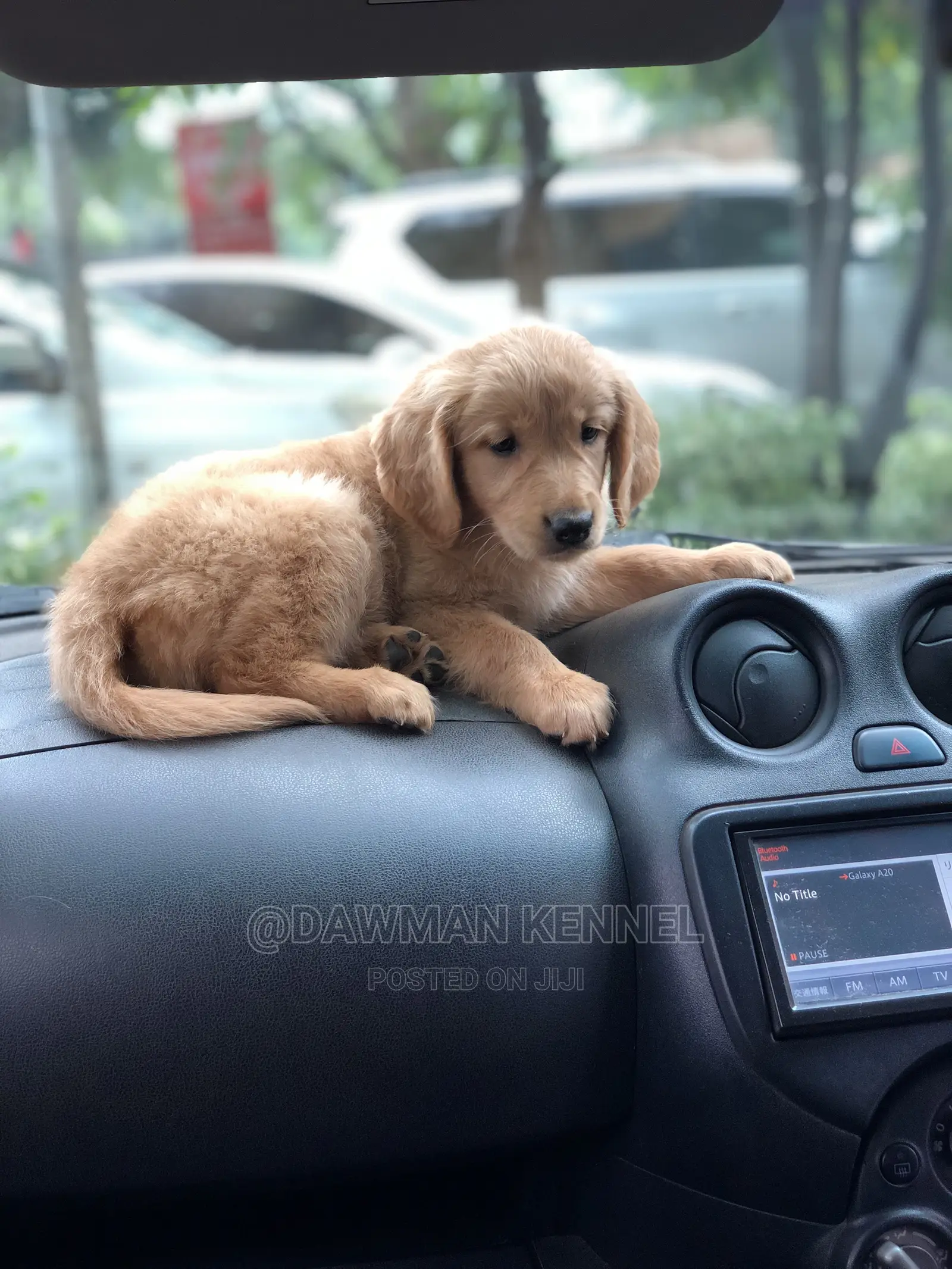 1-3 Month Female Purebred Golden Retriever