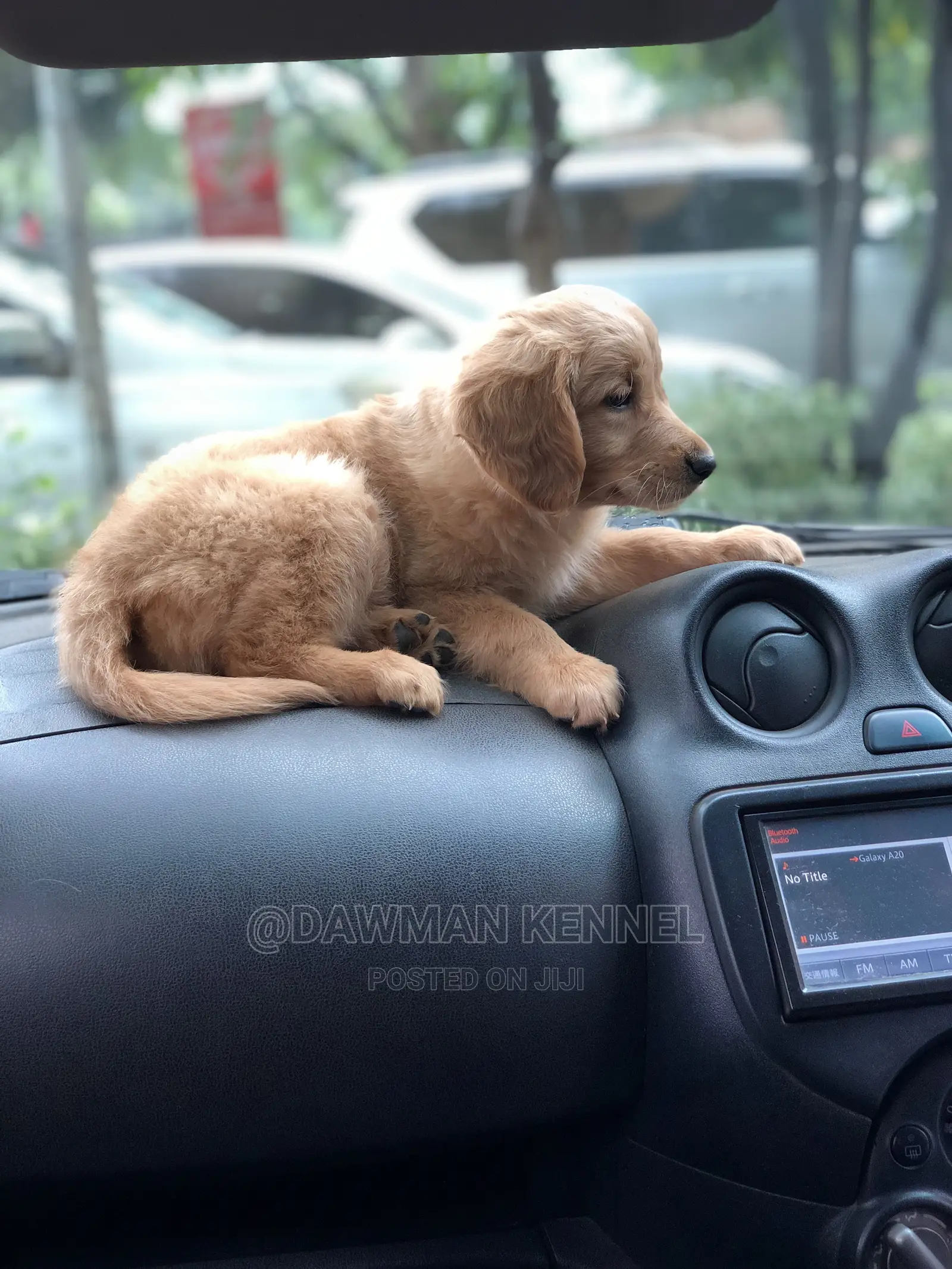1-3 Month Female Purebred Golden Retriever