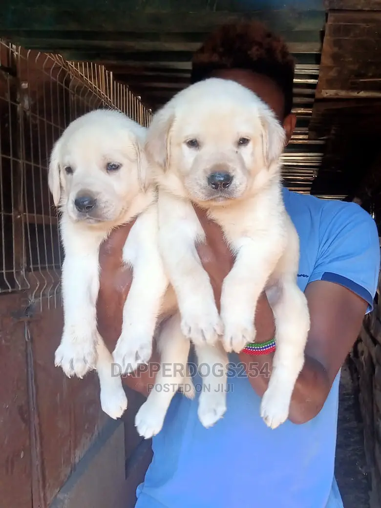 1-3 Month Male Purebred Labrador Retriever