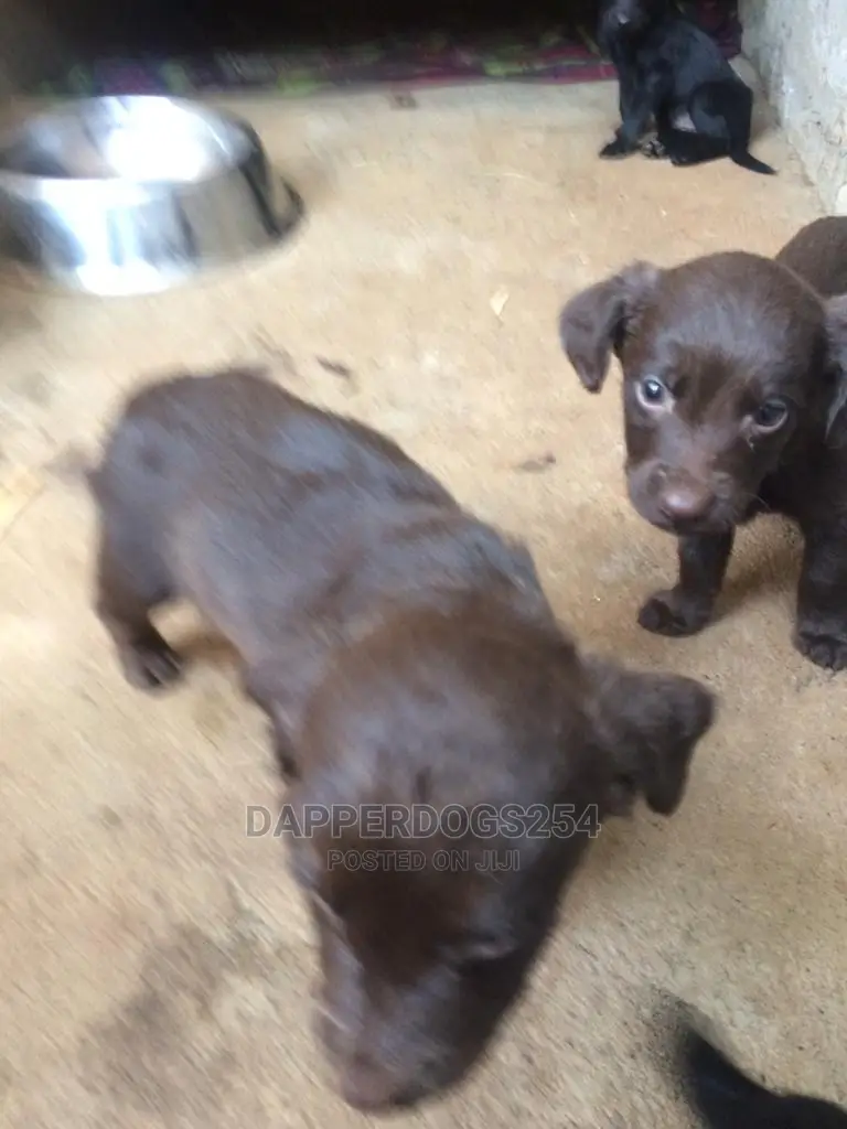 1-3 Month Female Purebred Labrador Retriever