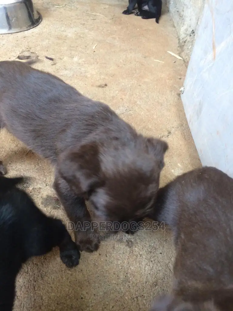 1-3 Month Female Purebred Labrador Retriever