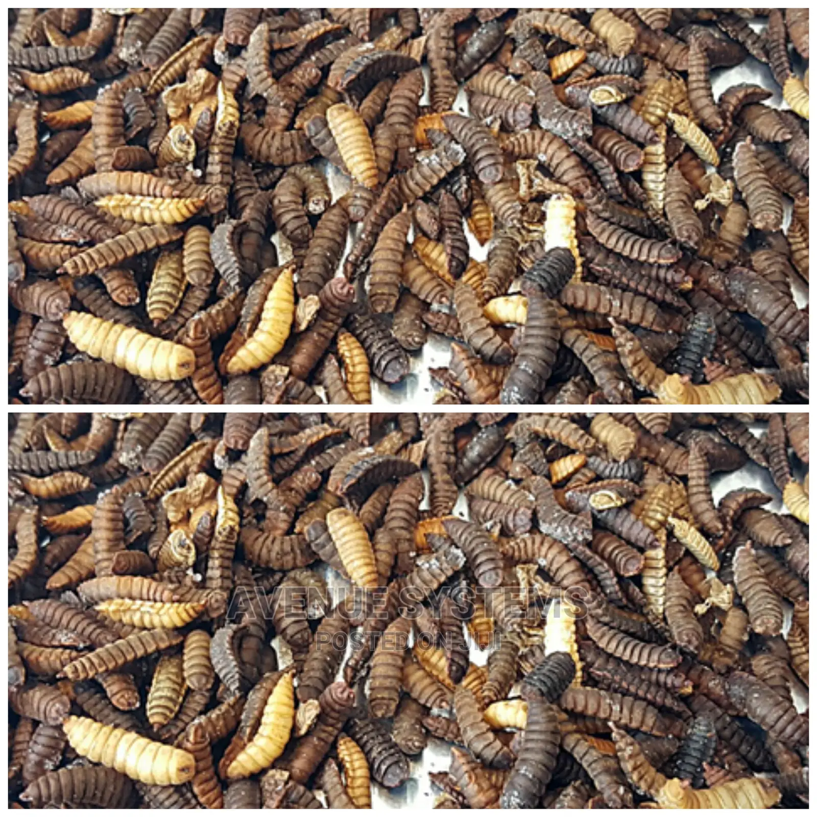 Bsf Black Soldier Fly Eggs Larvae Training