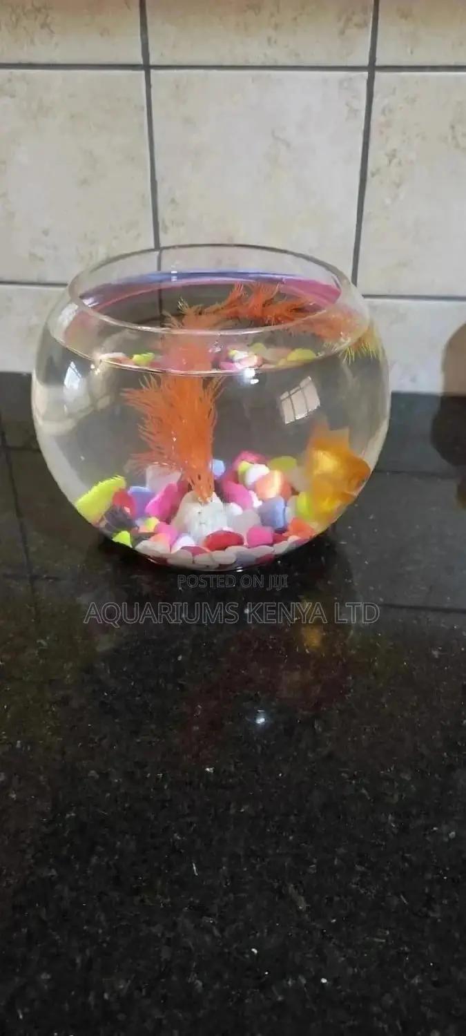 Classy Bowl for Fish